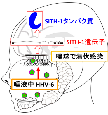 うつ病遺伝子